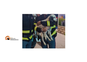 Pescara/Cucciolo impaurito sulla circonvallazione, salvato da Polstrada