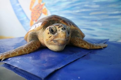 Pescara, due tartarughe marine torneranno in mare domani