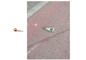 Pescara Portanuova. Viale Marconi intransitabile e Viale Pindaro con i topi morti sul marciapiede