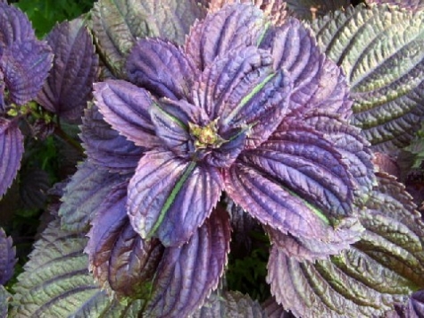 Dal Giappone la pianta della longevità: Perilla Frutescens