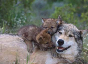 Lupi, molto discusso il tema Piano che ne prevede l'uccisione per diminuirne il numero