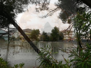 pineta foto repertorio