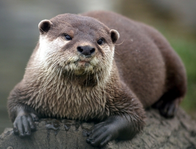 Alfedena, captazione acqua del Sangro, progetto minaccia Lontra.