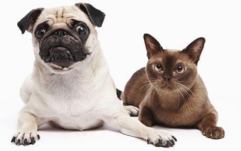 Avezzano/animali domestici. Spunta nuova tassa per i proprietari di cani non sterilizzati