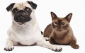 Avezzano/animali domestici. Spunta nuova tassa per i proprietari di cani non sterilizzati