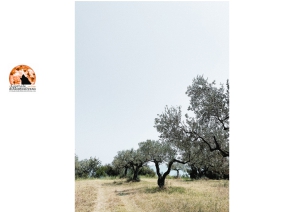 Giulianova, raccogliere le olive su terreni comunali: ecco come.