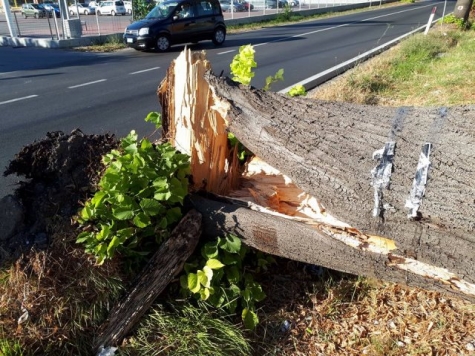 albero colpito
