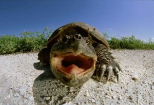 Pescara capofila di progetto dell'Adriatico sulle tartarughe