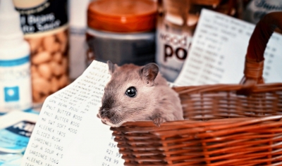 Cina, uomo muore di hantavirus: è trasmesso da roditori