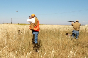 Abruzzo. Niente caccia a Settembre. A Rischio effetti irreversibili sulla fauna