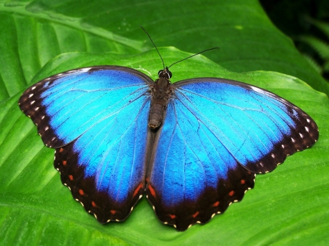 in ricordo delle farfalle della Butterfly farm