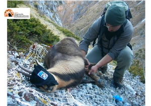 Maiella. Iniziative per la salute degli animali selvatici