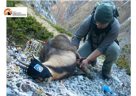 Maiella. Iniziative per la salute degli animali selvatici
