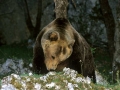 Abruzzo. Salvaguardia dell’orso presentate le attivita’ del Patom