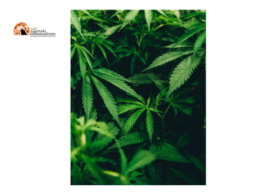 Montesilvano, sequestrati 4 kg di marijuana e un'arma.