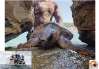 Tartarughe marine: liberare palloncini in mare può essere letale.