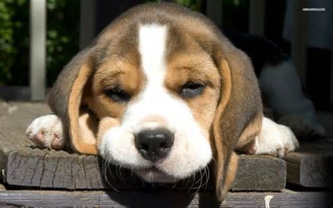 Clonazione animale: nati i primi cani in provetta, aiuteranno a curare uomo.
