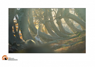 “Ode to Autumn - in Abruzzo”, online il nuovo video di Petrini