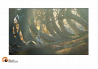 “Ode to Autumn - in Abruzzo”, online il nuovo video di Petrini
