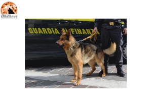 Pescara/Rancitelli. Sequestro di stupefacenti di vario tipo. Denuncia contro ignoti.