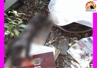 Pescara, 6 gatti uccisi nella colonia di via Colle Innamorati con un punteruolo.