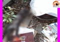 Pescara, 6 gatti uccisi nella colonia di via Colle Innamorati con un punteruolo.