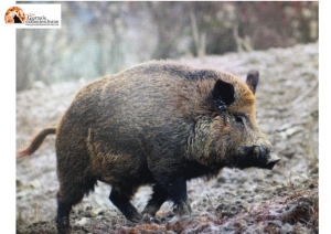 Bolognano, emergenza cinghiali, Sindaco chiede misure di contenimento