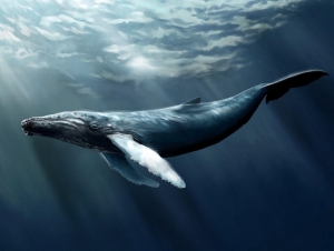 Caccia alle balene per “ricerca”: il Giappone ne uccide oltre 300.