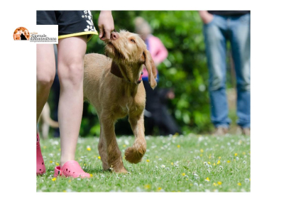 Il cane sporca, il padrone non raccoglie: a Fossacesia arrivano le pattuglie zoofile, controlli e sanzioni