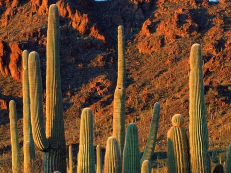 Cactus. Ecco perchè mangiarlo