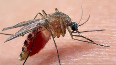 Virus Febbre del Nilo. Al Nord è allerta: 14 nuovi casi umani. I sintomi