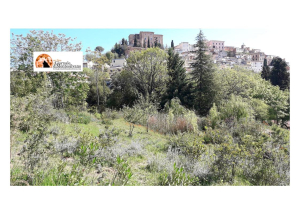 Passeggiata alla scoperta delle piante mediterranee nel Parco Lauretum.