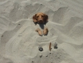 cane che fa le sabbiature