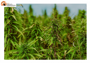 Spuntano 2 piantagioni di cannabis da oltre 2 mt nei boschi tra Miglianico e Tollo