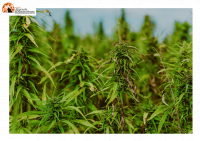 Spuntano 2 piantagioni di cannabis da oltre 2 mt nei boschi tra Miglianico e Tollo