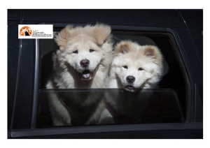 127 abbandoni di animali ogni giorno. #senontiportononparto: lo Spot della Polizia di Stato