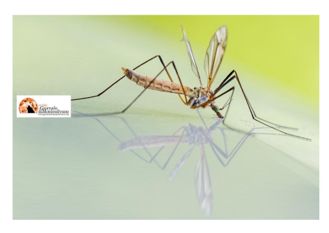 Dengue: prevenire la proliferazione della zanzara tigre possibile vettore del virus
