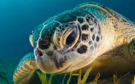 Darwin Day 2017, tartarughe marine dell'Adriatico protagoniste