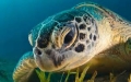 Darwin Day 2017, tartarughe marine dell'Adriatico protagoniste
