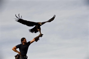 Giulianova, bird control con i rapaci contro volatili infestanti