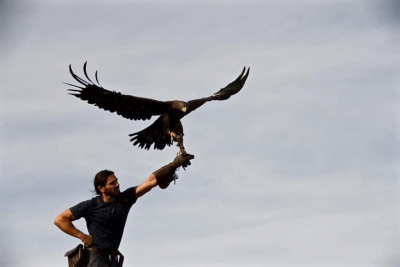 Giulianova, bird control con i rapaci contro volatili infestanti