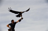 Giulianova, bird control con i rapaci contro volatili infestanti