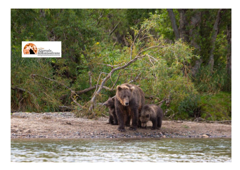 Trentino, gli animalisti impugnano legge regionale che prevede uccisione di 8 orsi all'anno.