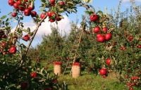 Coronavirus/FNSI: non dimentichiamo agricoltura e ambiente.