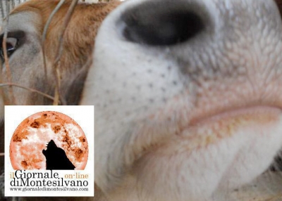 Ue, agevolazioni per gli agricoltori danneggiati dal terremoto, aumento anticipi