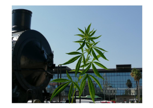 Pescara. Arrestato minorenne egiziano, vicino stazione ferroviaria Centrale, per detenzione di sostanze stupefacenti.