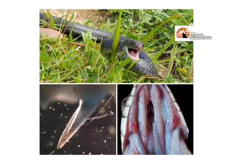 Teramo. Nuovo studio riscrive la biologia dei serpenti italiani ed europei.