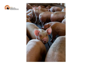 Ministero della Salute, 6 focolai di peste suina, verso misure straordinarie