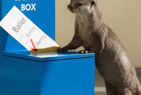 Candidati. Anche gli animali votano. Lav segna i buoni e i cattivi in una lista