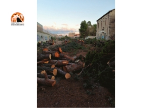 Montesilvano/strage pini all'exFea. Co.n.al.pa. "Sconsiderata opera di deforestazione"